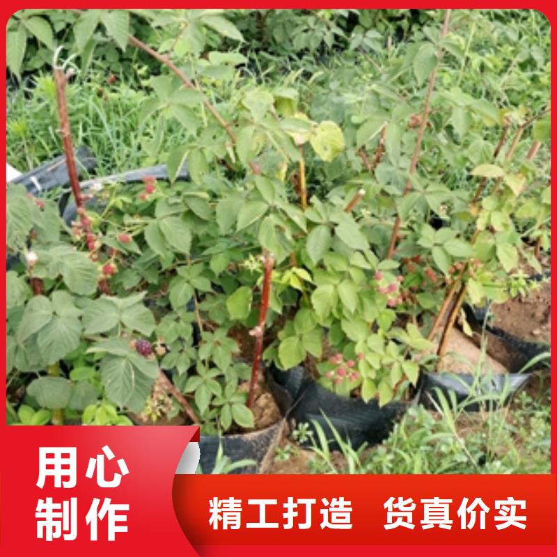 绿化树 绿化工程视频-绿化树 绿化工程|江苏省淮安市|清河|清浦|盐城|扬州|无锡|苏州|徐州|南京
