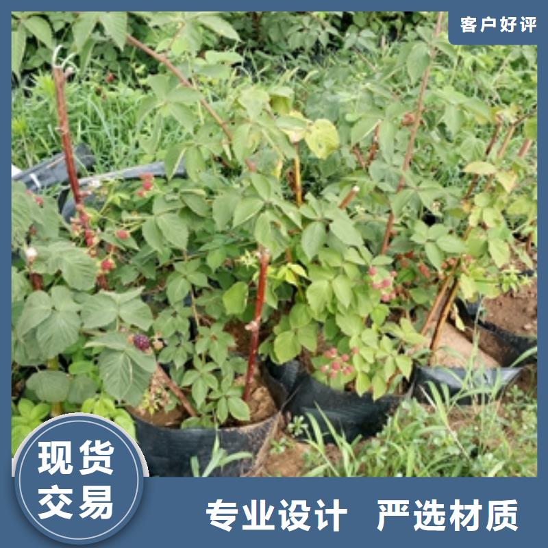 绿化树 绿化工程-视频-江城|阳春|潮州|深圳|湛江|梅州|江门绿化树 绿化工程专业信赖厂家-正家园艺场(阳江市分公司)