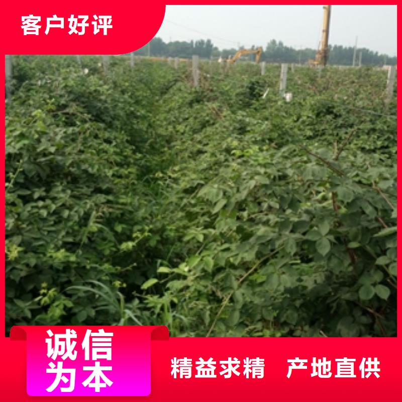 绿化树 绿化工程-视频-江城|阳春|潮州|深圳|湛江|梅州|江门绿化树 绿化工程专业信赖厂家-正家园艺场(阳江市分公司)