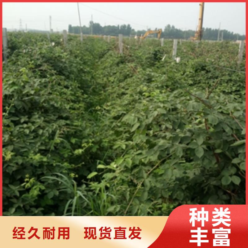 源头厂家经验丰富【树莓苗】,蓝莓苗优良材质_泰安正家园艺场