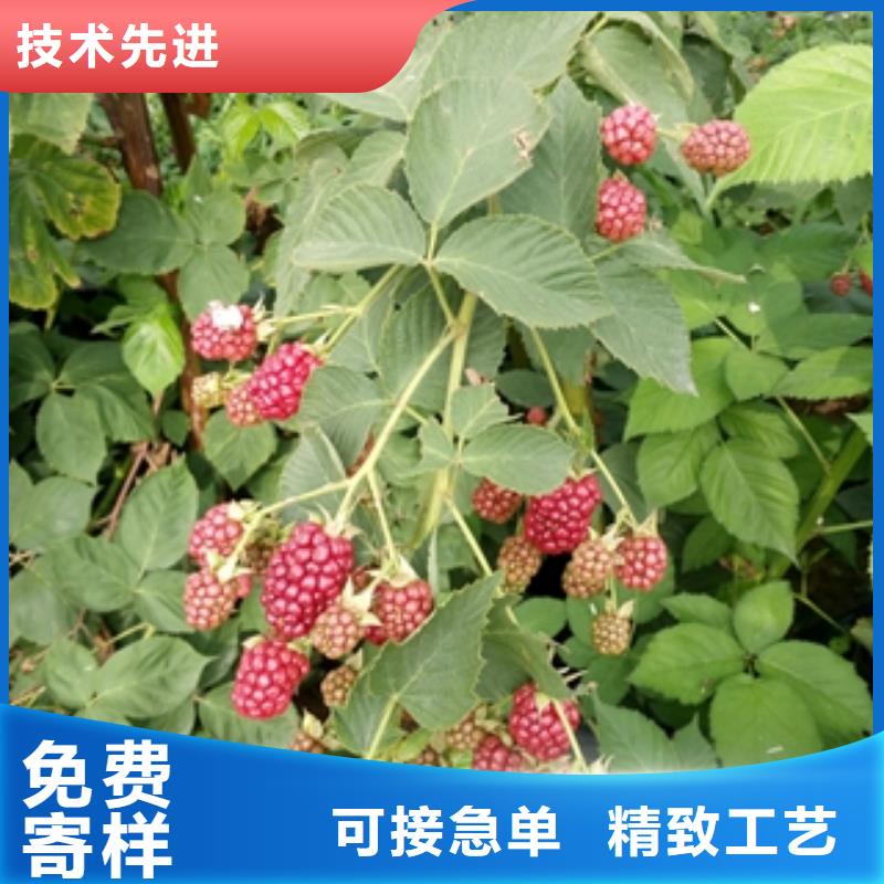 绿化树 绿化工程视频-江城|阳东|云浮|珠海|揭阳|惠州绿化树 绿化工程保障-正家园艺场(阳江市分公司)
