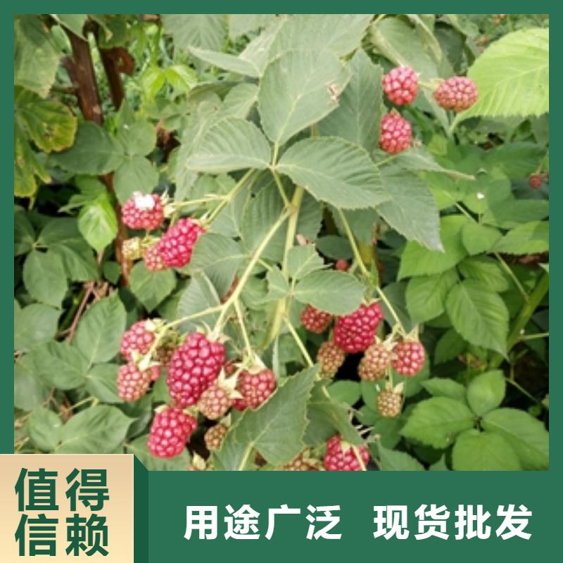 源头厂家经验丰富【树莓苗】,蓝莓苗优良材质_泰安正家园艺场