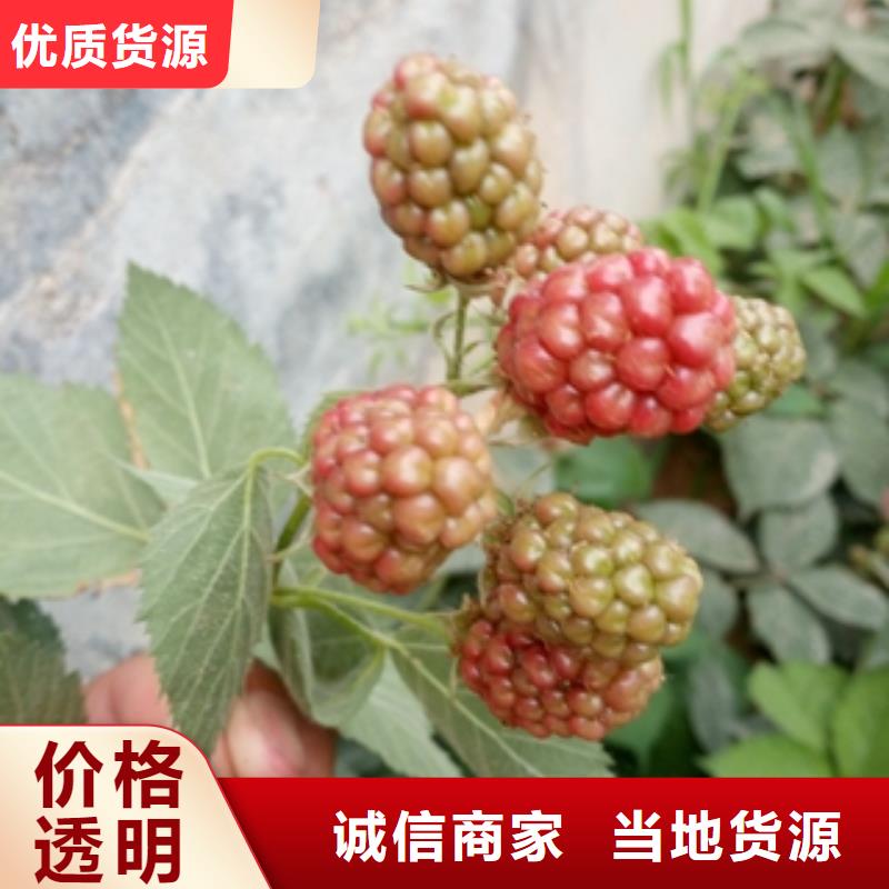 绿化树 绿化工程视频-江城|阳东|云浮|珠海|揭阳|惠州绿化树 绿化工程保障-正家园艺场(阳江市分公司)