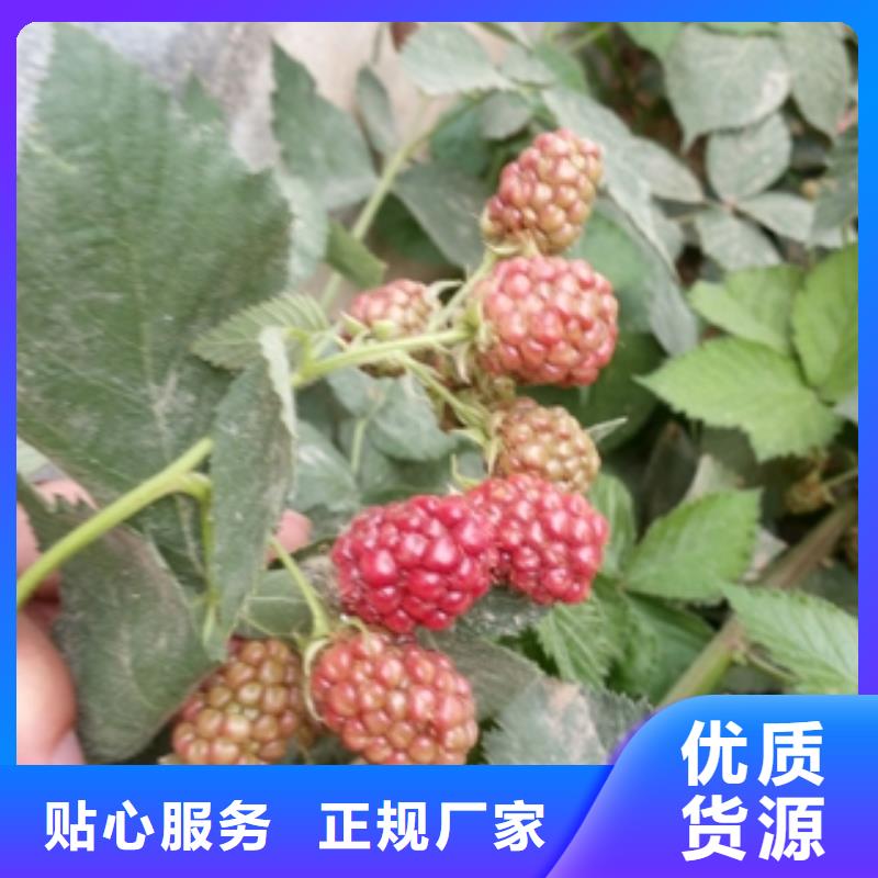 绿化树 绿化工程-视频-绿化树 绿化工程(正家)覆盖地域江西省萍乡市安源|莲花|赣州|景德镇|新余|九江|宜春|南昌