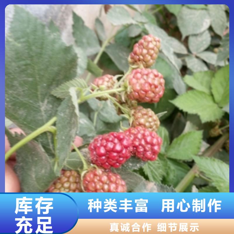 【树莓苗】 碧桃源头厂源头货_正家园艺场(萍乡市分公司)