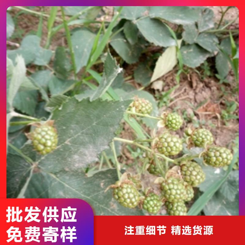 绿化树 绿化工程-视频-绿化树 绿化工程(正家)覆盖地域江西省萍乡市安源|莲花|赣州|景德镇|新余|九江|宜春|南昌