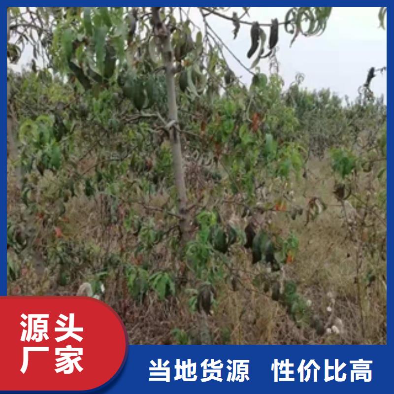 桃树-蓝莓苗助您降低采购成本