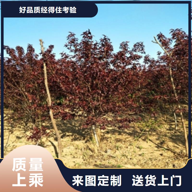 桃树占地果树厂家大量现货