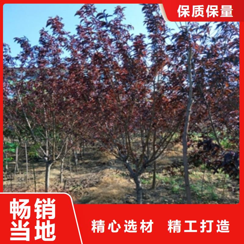 桃树碧桃联系厂家