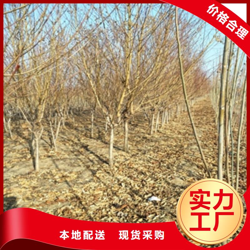 桃树,核桃苗樱花苗长果桑树苗放心选购