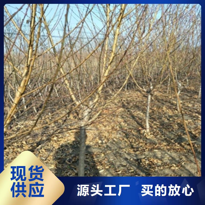桃樹占地果樹按需定制真材實料