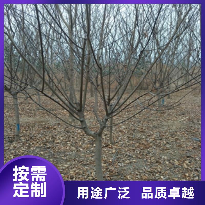 【桃树】-钙果苗分类和特点-正家园艺场(淄博市分公司)