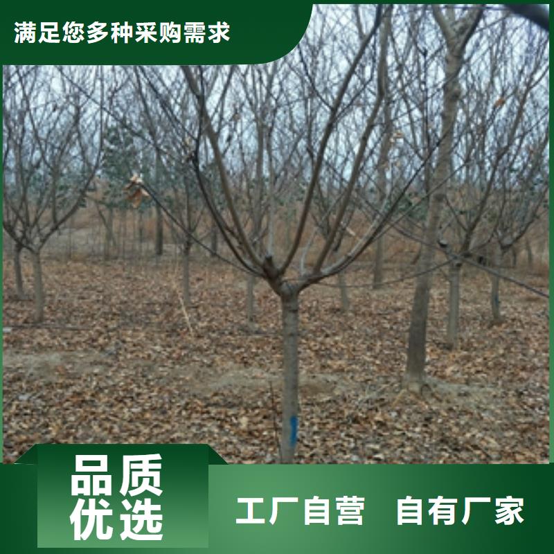 桃樹占地果樹按需定制真材實料