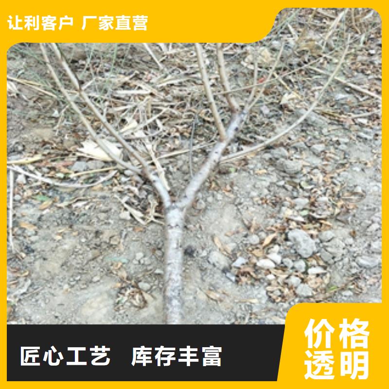 桃树【樱桃苗】货品齐全