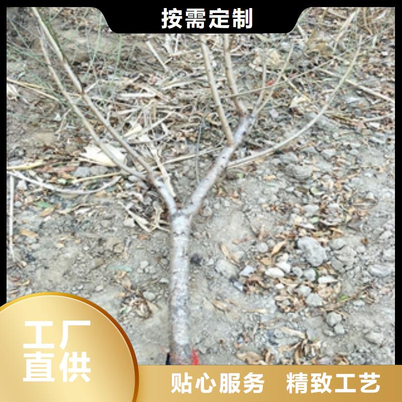 桃树【蓝莓苗】厂家采购