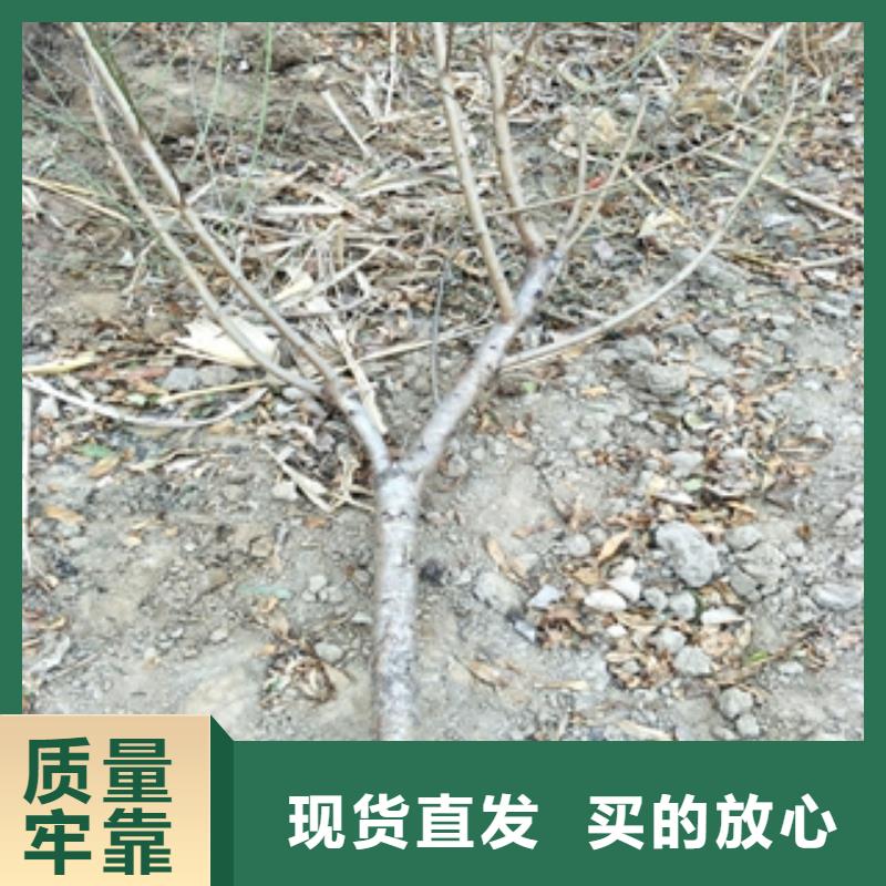 桃树_树莓苗现货齐全售后无忧