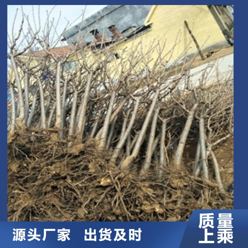 桃树-绿化树绿化工程畅销本地