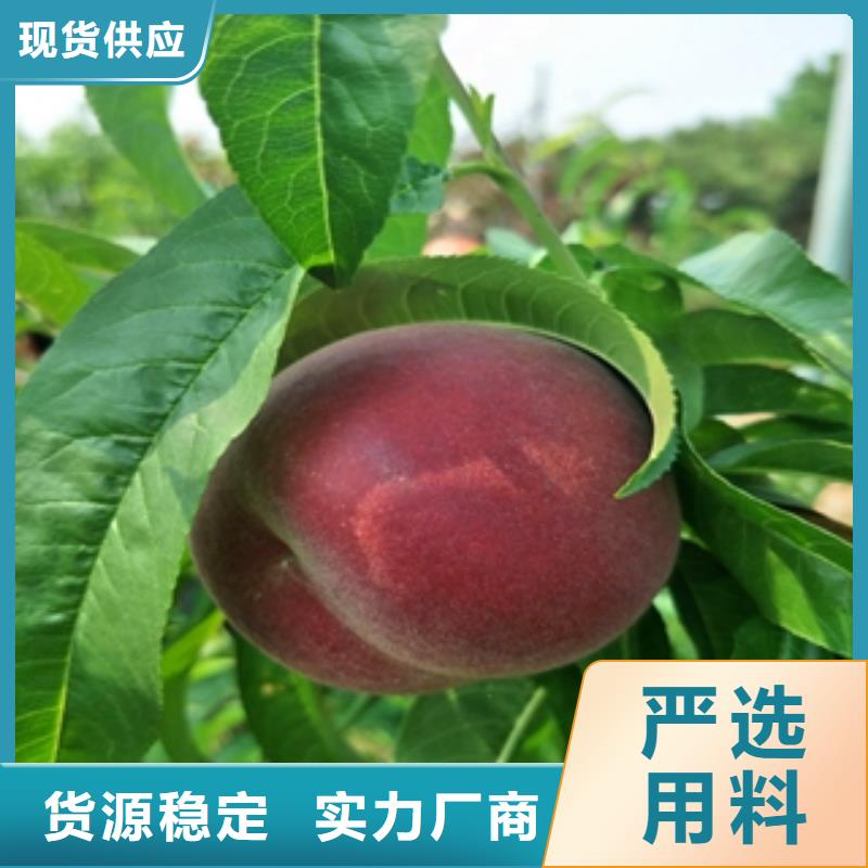 桃樹占地果樹實力優品