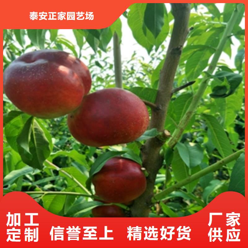 桃树占地果树拥有核心技术优势