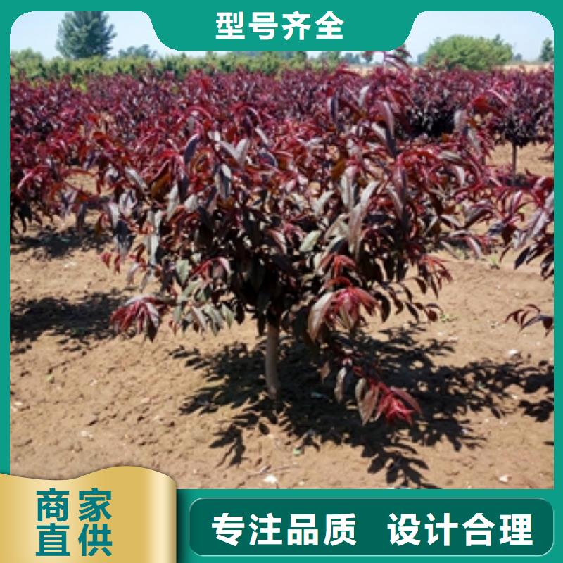 桃树泰山景松造型景松专注细节使用放心