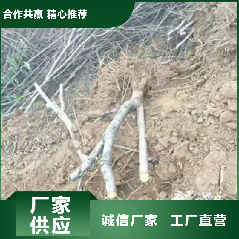 桃树蓝莓苗本地厂家值得信赖