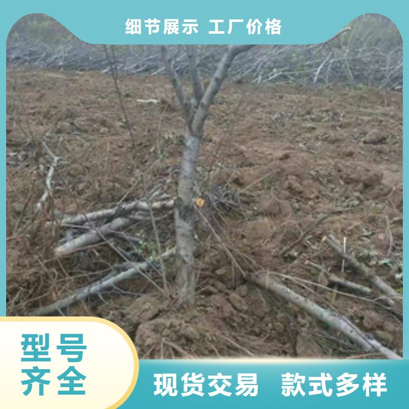 桃树占地果树产地批发