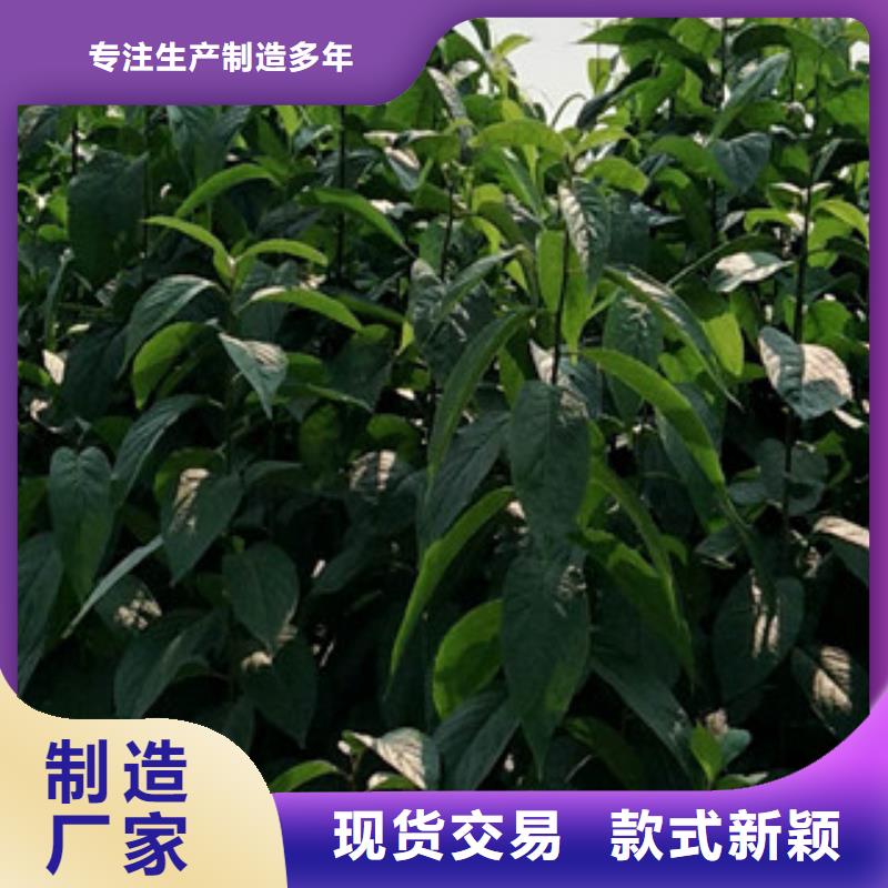 绿化树 绿化工程视频-绿化树 绿化工程-广东省肇庆市(此地)经销商-德庆|端州|深圳|珠海|汕头|东莞|云浮