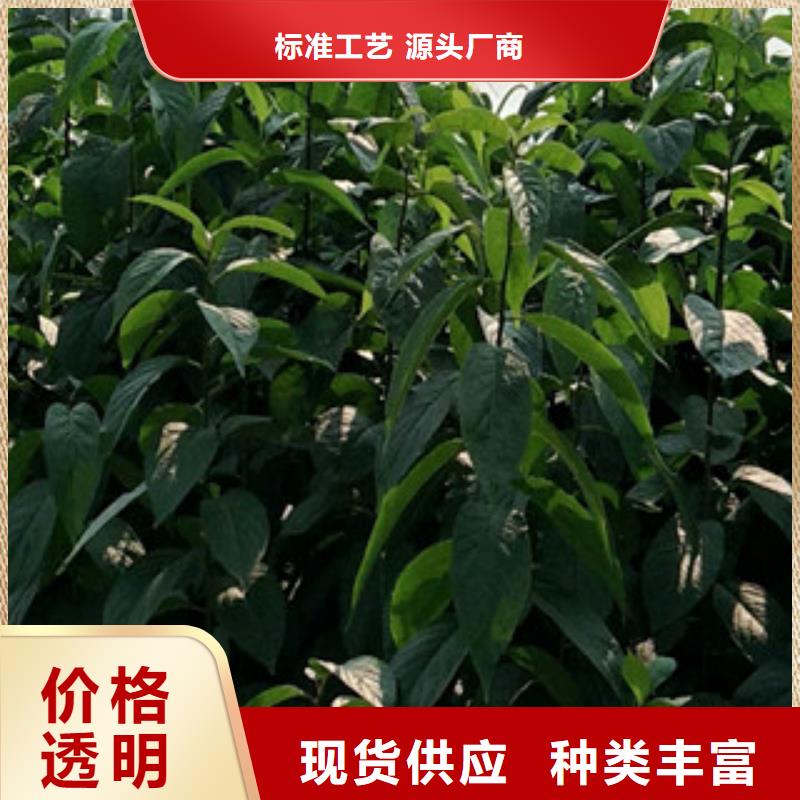 正家绿化树 绿化工程【杜仲】占地果树现货充足量大优惠