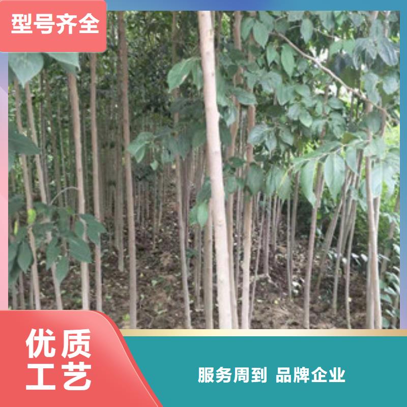 【杜仲】占地果树现货充足量大优惠同城品牌