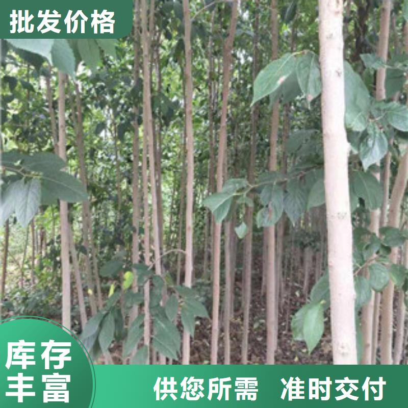 正家绿化树 绿化工程【杜仲】占地果树现货充足量大优惠