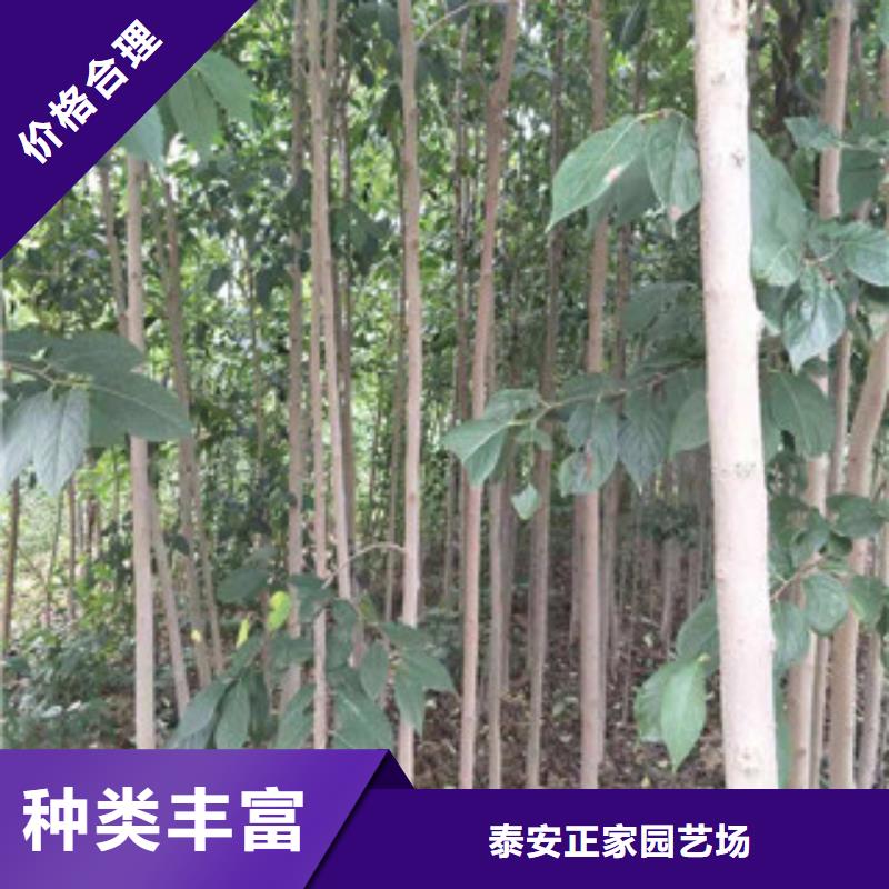 正家杜仲 【蓝莓苗】随心所欲定制-业务覆盖区域|迪庆|昆明|大理|临沧|文山|怒江-企业旺旺
