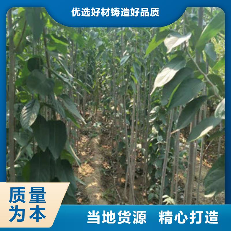 正家绿化树 绿化工程【杜仲】占地果树现货充足量大优惠