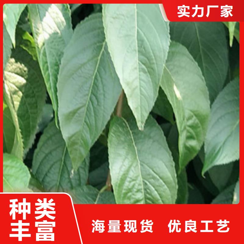 【 杜仲-占地果树甄选好厂家】-可发货到封开|广宁|佛山|汕头|江门|东莞