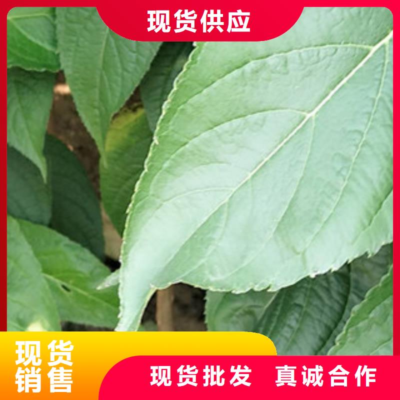 【 杜仲-占地果树甄选好厂家】