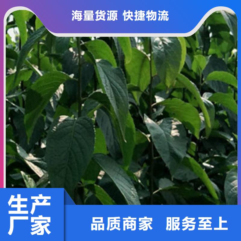 【杜仲】占地果树现货充足量大优惠同城品牌