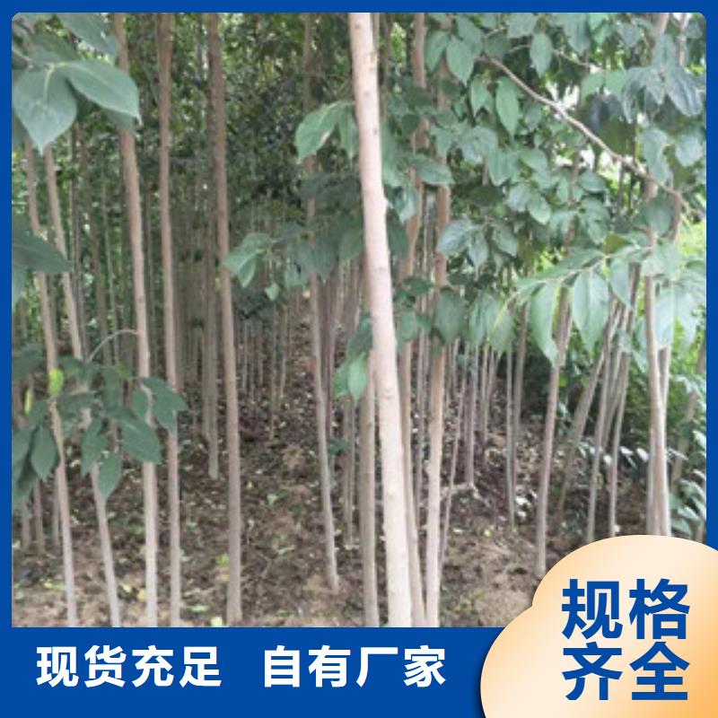 【 杜仲-占地果树甄选好厂家】-可发货到封开|广宁|佛山|汕头|江门|东莞