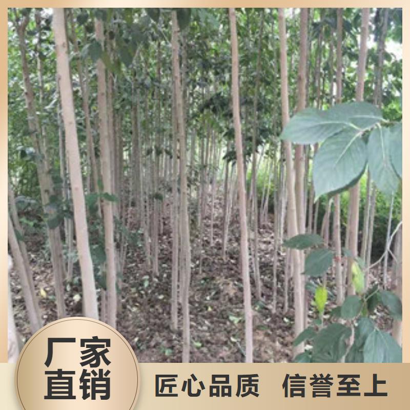 杜仲 【蓝莓苗】随心所欲定制