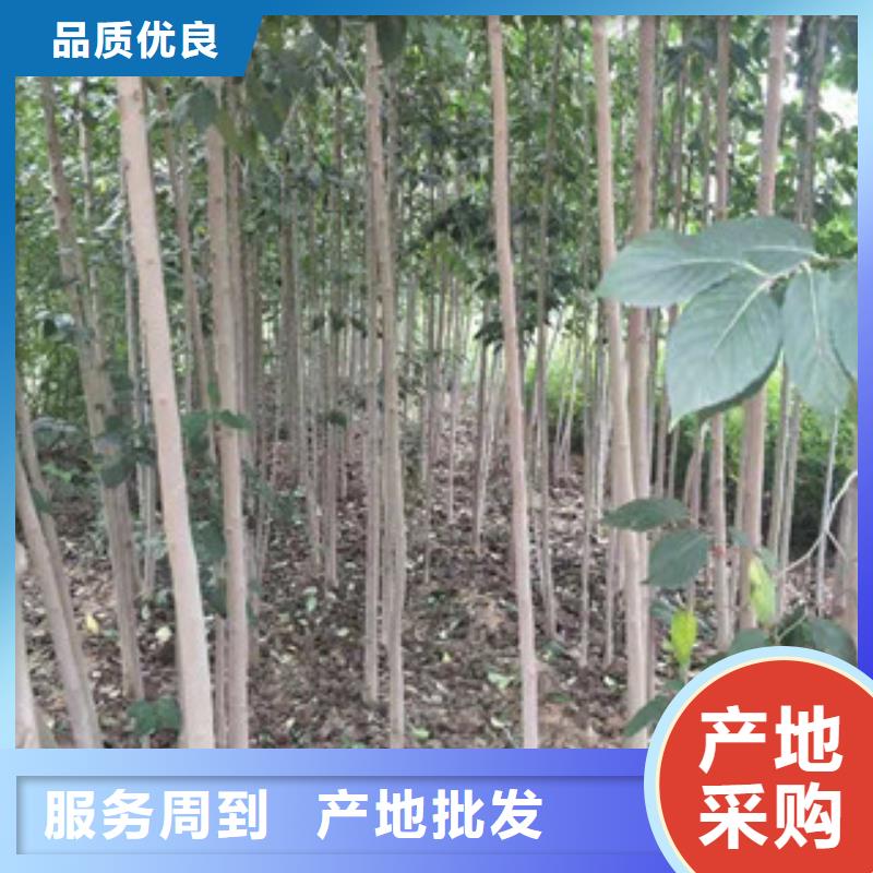 杜仲 【蓝莓苗】随心所欲定制-正家园艺场(云南省分公司)-企业旺旺
