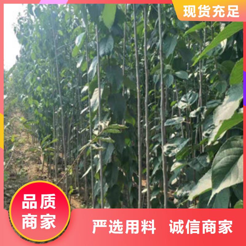 【 杜仲-占地果树甄选好厂家】