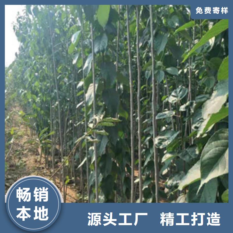 【 杜仲-占地果树甄选好厂家】正家绿化树 绿化工程