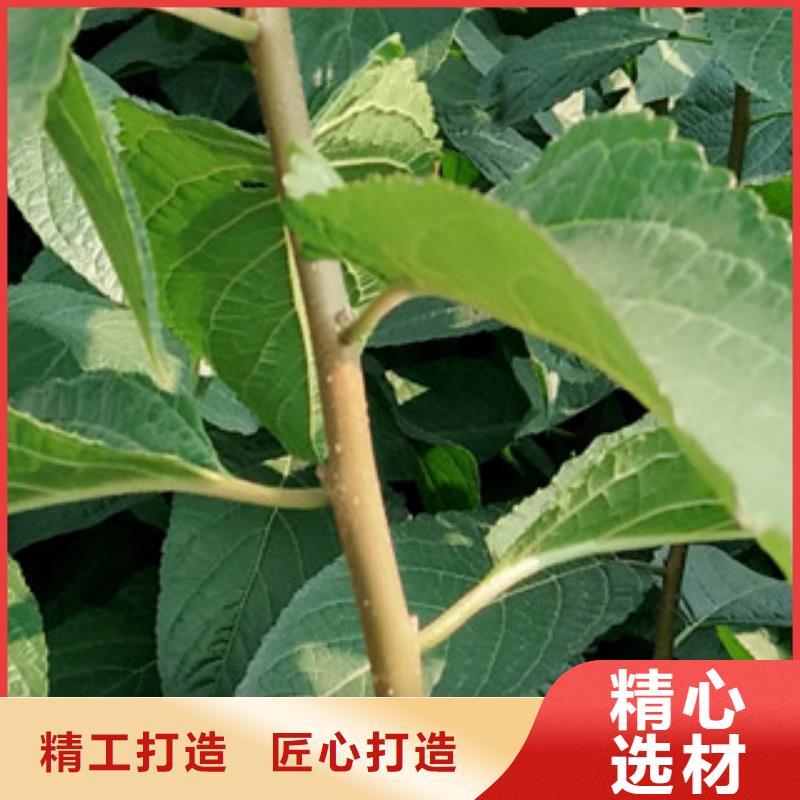 【 杜仲-占地果树甄选好厂家】正家绿化树 绿化工程