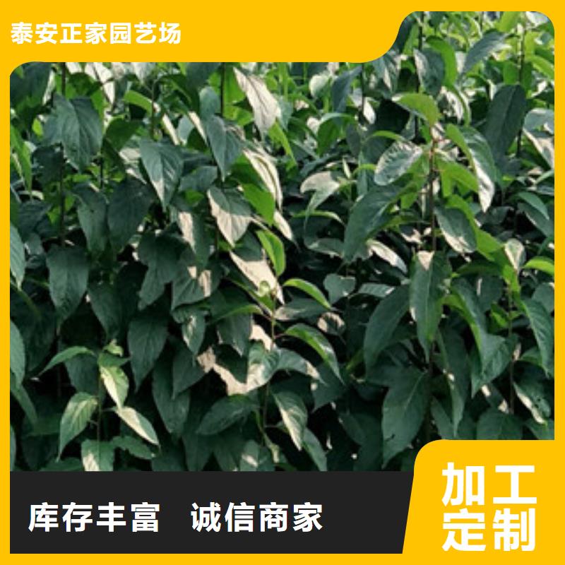 绿化树 绿化工程视频-绿化树 绿化工程-广东省肇庆市(此地)经销商-德庆|端州|深圳|珠海|汕头|东莞|云浮