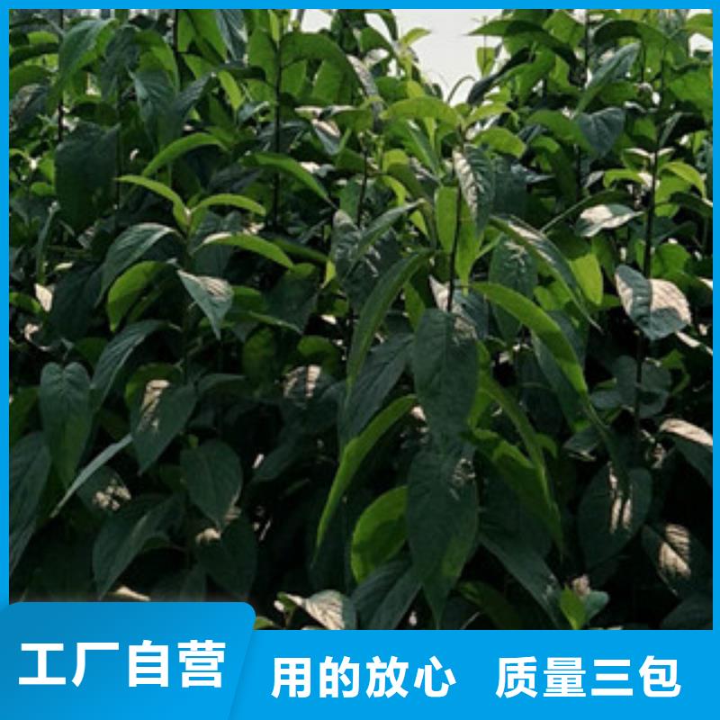 【 杜仲-占地果树甄选好厂家】-可发货到封开|广宁|佛山|汕头|江门|东莞