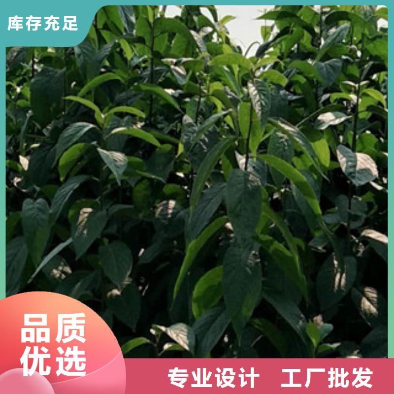 正家杜仲 【蓝莓苗】随心所欲定制-业务覆盖区域|迪庆|昆明|大理|临沧|文山|怒江-企业旺旺