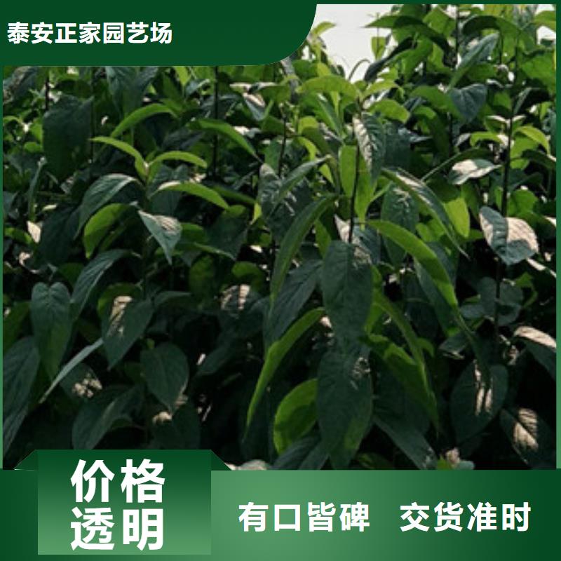 【 杜仲-占地果树甄选好厂家】正家绿化树 绿化工程