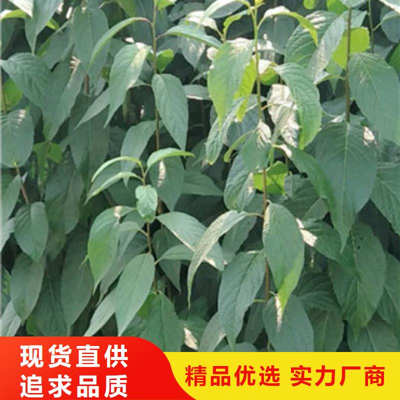 【 杜仲-占地果树甄选好厂家】正家绿化树 绿化工程