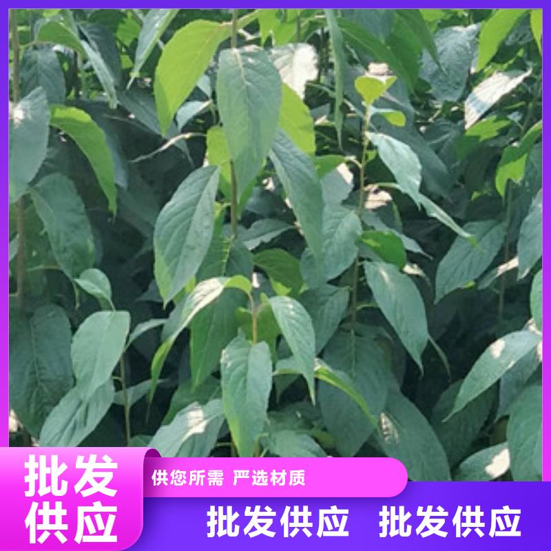 【 杜仲-占地果树甄选好厂家】正家绿化树 绿化工程