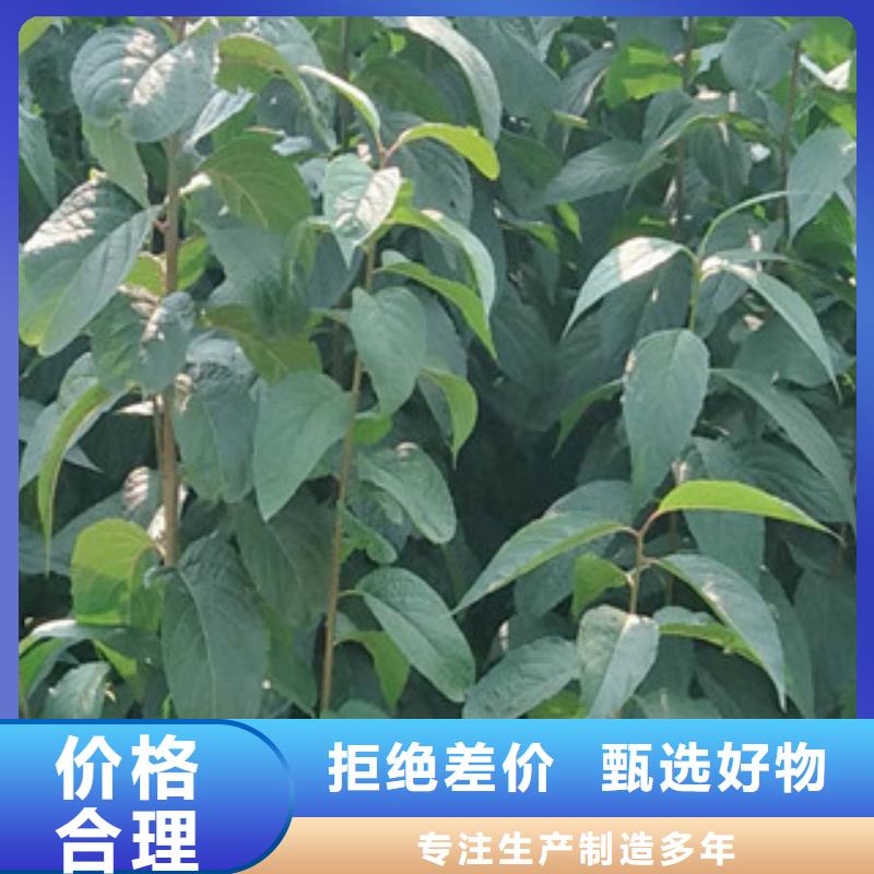 正家杜仲 【蓝莓苗】随心所欲定制-业务覆盖区域|迪庆|昆明|大理|临沧|文山|怒江-企业旺旺