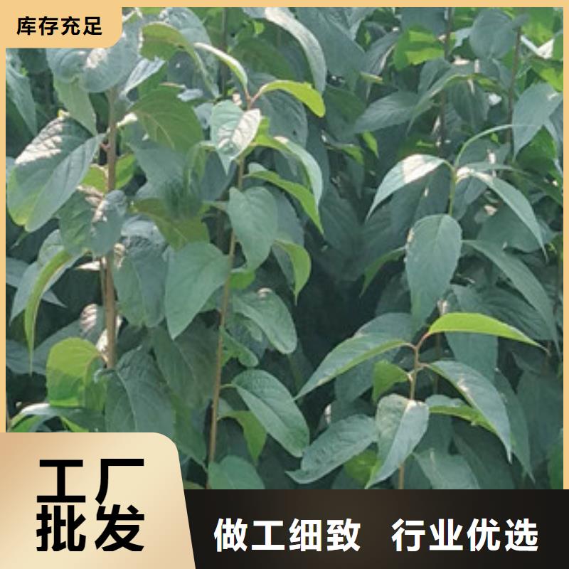 正家绿化树 绿化工程【杜仲】占地果树现货充足量大优惠
