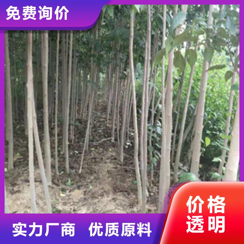 【 杜仲-占地果树甄选好厂家】-可发货到封开|广宁|佛山|汕头|江门|东莞